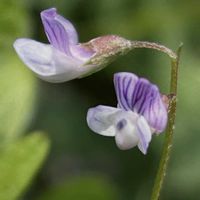 キュウリグサ,コメツブツメクサ,スズメノエンドウ,ノミノツヅリ,カスマグサの画像