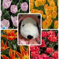 サクラ,サクラ,サクラ,チューリップ,ハナモモの画像