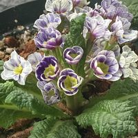 キンギョソウ,ゼラニウム,ペチュニア,玄関先,プリムラヴィンテージフリルの画像