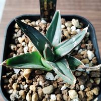 アガベ,育成ライト,多肉植物,日光浴,初心者の画像