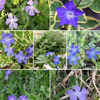 アメリカンブルー,ツルニチニチソウ,思い出,愛知県,豊田市の画像