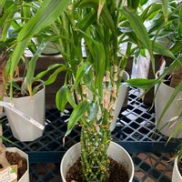 スイセン,ミリオンバンブー,ミリオンバンブー,ミリオンバンブー,マドカズラの画像