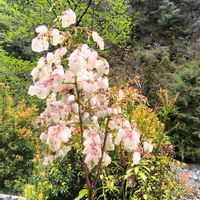 馬酔木(アセビ）,季節の花,GS映え,旧大塔村,お出かけ先の画像