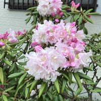 トサミズキ,トサミズキ,ボケ,ボケ,ユキヤナギの画像