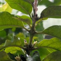 コーヒーの木,コーヒーの木,珈琲の木,珈琲の木,コーヒーの実の画像