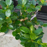 ガジュマル,ガジュマル,パンダガジュマル,パンダガジュマル,ベランダーの画像