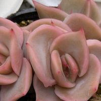 ピンクベリー,マディバの葉挿し,多肉植物,葉挿し,多肉寄せ植えの画像