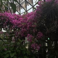 ブーゲンビリアの画像