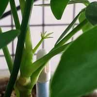 シェフレラ,シェフレラ,ホンコン,緑のある暮らし,#観葉植物の画像