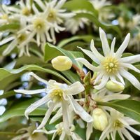 シキミ,シキミ(シキビ)の花,シキミの種子,シキミの果実,シキミの花後の画像