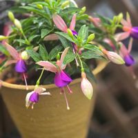 ネメシア,フクシア,多肉植物,繋がりに感謝✨,輝かしい未来の画像