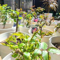 フラマンローズ,ジャンクリストフ,バラ 鉢植え,デルバール,ロサオリエンティスの画像