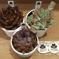 多肉大好き,多肉中毒,多肉多肉多肉,戦利品,植物のある暮らしの画像