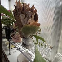 サンスベリア,ビカクシダ,ホヤセブンスター（ホヤベラ）,自然暮らし肥料セット,水耕栽培の画像