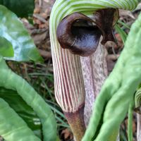 ムサシアブミ,東山植物園の画像