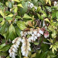 馬酔木(アセビ）,iPhone撮影,ホッコリ,陽だまり,小さな幸せ♡の画像