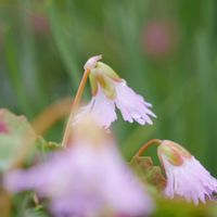 イワウチワ,山野草,ミラーレス一眼,由美子・山野草・高山植物,木曜日は桃色の画像