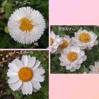 デージー,ノースポール,花かんざし,可愛い,こぼれ種の画像