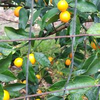 キンカン,サンシュユ,キュンキュン乙女倶楽部,キュンキュン乙女倶楽部No.0278,しあわせ運べるようにの画像