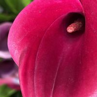 カラー,赤い花,花を通じて愛と平和を,ほら、綺麗な花でしょ！の画像