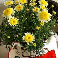 マーガレット,マーガレットソレミオ,部屋の中,スマホ撮影,ベテラン乙女倶楽部の画像