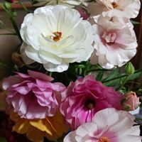 切り花,春だなぁ,可愛いお花,綺麗なお花,温泉県大分♨️の画像