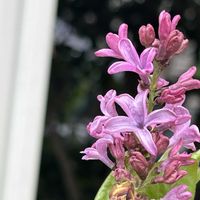 ライラック,リュウキンカ,ミモザ,クロロウバイ,小さな庭の画像