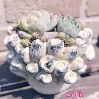 ヒスパニクム,姫秋麗,ウインクレリー,名無し,名無しの画像