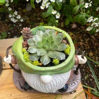 ヤマトヒメ,多肉植物,多肉寄せ植え,エケベリア属,ガーデニングの画像