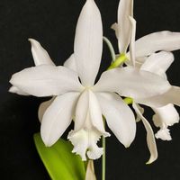 カトレア,インターメディアの画像