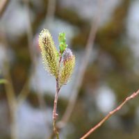 ネコヤナギ,春の芽吹き,木曜日はもふもふの日,お出かけ先の画像