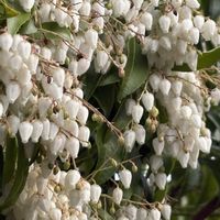 クリスマスローズ,クリスマスローズ,ヒューケラ,ヒューケラ,馬酔木（あせび・あしび）の画像