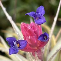 チランジア,品種名不明の画像