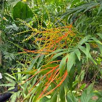テーブルヤシ,京都府立植物園,常緑低木,お出掛け先,今日のお花の画像