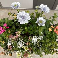 アリッサム,バーベナ,オステオスペルマム,フォックスリータイム,ゴールデンレモンタイムの画像