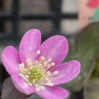 ヒマラヤユキノシタ,ユキザサ,ユキヤナギ,雪割草,ユキモチソウの画像