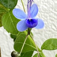クレロデンドルム・ブルーウィング,部屋の中,スマホ撮影,ベテラン乙女倶楽部,花友さんに感謝♡の画像