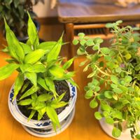 今日のお花,花咲く乙女たち♡,植物色の毎日♡,部屋の画像