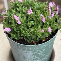 枝豆,ブロッコリー,キャベツ,キャベツ,丸オクラの画像