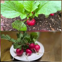 ラディッシュ,二十日大根,ハツカダイコン,はつか大根の画像