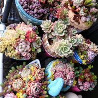 多肉植物,寄植え,花,ベランダの画像