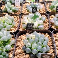 ハオルチア,多肉植物,多肉大好き,多肉植物とサボテン,珍奇植物の画像