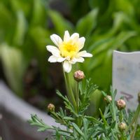 ボンザマーガレットの画像