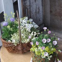 寄せ植え,ガーデニング,ナチュラルガーデン,コンテナガーデン,花のある暮らしの画像