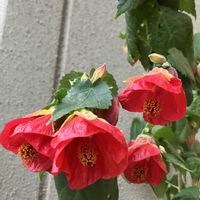 アブチロン,アブチロン　べにひめ,アブチロン　べにひめ,ドワーフ アブチロン べに姫,鉢植えの画像