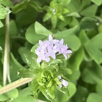 オオイヌノフグリ,ナズナ,ハナヤエムグラ,オオヤハズエンドウ,散歩の画像