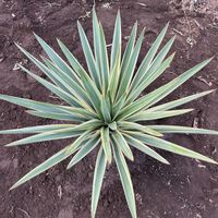 ユッカ,ユッカ グロリオサ,ユッカ フィリフェラの画像