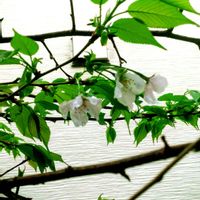 アプローチの画像