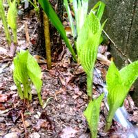 アプローチの画像