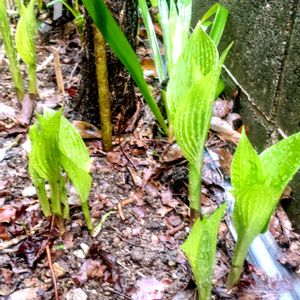 アプローチの画像